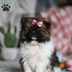 Brooks/Pomeranian									Puppy/Female														/7 Weeks,Meet Brooks, the sweetest little Pomeranian with a heart as big as her fluffy coat! This darling girl is full of personality, always prancing around with confidence and charm. Her luxuriously thick fur, soft as a cloud, makes her irresistible to cuddle, and her expressive eyes sparkle with curiosity and joy. This little girl is playful, loving, and always ready for an adventure, whether it’s chasing after her favorite toy or curling up in your lap for some well-deserved snuggles. With her affectionate nature and lively spirit, this pup is sure to bring endless happiness to her forever family!