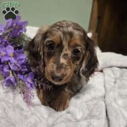 Layla/Dachshund									Puppy/Female														/January 26th, 2025,Layla is a sweet natured Dachshund puppy who can be registered with the AKC. This cutie is socialized and comes home with a 30 day health guarantee. Layla has been seen by a vet and is up to date on shots and de-wormer. She is ready to meet you, so call the Beiler family today to schedule your visit!