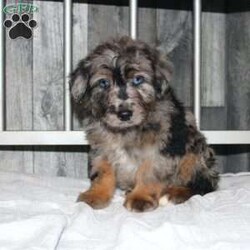 Oscar/Mini Aussiedoodle									Puppy/Male																/8 Weeks,Do you want a hypoallergenic puppy, but worry about its longterm health? You need a puppy from a breeder who does health testing! This puppy’s father is 100% genetically clear for over 215 health issues! Our puppies come up to date on shots and dewormer and will be vet checked before leaving! We also offer a 1 Year Health Guarantee! If you are seeking a well socialized puppy who was family raised contact us today! 