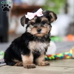 Ellie/Morkie / Yorktese									Puppy/Female														/9 Weeks,Meet Ellie she is a spirited little Morkie who doesn’t let anything hold her back. With a heart full of courage and curiosity, she’s always ready for an adventure whether it’s sniffing around, exploring new spots, or chasing her favorite toys. Her lively, playful nature is paired with a loyal streak that adds to her charm, making her as stubborn as she is sweet. 