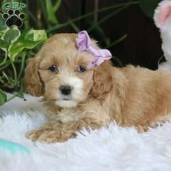 Kylie/Cockapoo									Puppy/Female														/7 Weeks,, the sweetest little companion you’ll ever have. I’m Kylie, and I would be thrilled to join your family. With my warm, sweet eyes and playful spirit, I’m sure I’ll capture your heart instantly. I’m a happy, kid-friendly puppy who loves to play and cuddle. I’ve interacted with all ages, and I have the cutest little face and the softest coat. I’m full of personality and always ready to snuggle up. I’ll bring a whole lot of puppy love to your home. I’ll come to you vet checked and up-to-date on vaccinations and deworming, and I’ll also come with a one-year health guarantee. I have multiple shipping options, so distance is no problem.