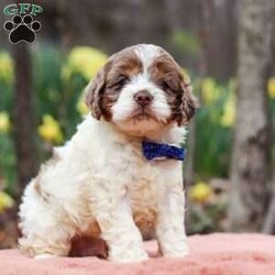 Robin/Cockapoo									Puppy/Male																/5 Weeks,Meet Robin, the most adorable Cockapoo puppy! He’s the perfect combination of sweet affection and lively energy. The Poodle in this boy makes him highly trainable and eager to please, always ready to learn new tricks that showcases his intelligence. Meanwhile, his Cocker Spaniel side brings a sweet, affectionate nature, making him a loving companion who thrives on human connection. His soft, hypoallergenic coat sheds very minimally, making him the perfect choice for those prone to allergies. Whether he’s prancing proudly by your side on a walk, playing a game, or snuggling up for a quiet moment, he will fill your days with joy!