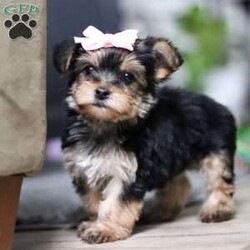 Ellie/Morkie / Yorktese									Puppy/Female														/9 Weeks,Meet Ellie she is a spirited little Morkie who doesn’t let anything hold her back. With a heart full of courage and curiosity, she’s always ready for an adventure whether it’s sniffing around, exploring new spots, or chasing her favorite toys. Her lively, playful nature is paired with a loyal streak that adds to her charm, making her as stubborn as she is sweet. 