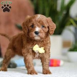 Mickey/Cavapoo									Puppy/Male																/6 Weeks,Meet Mickey, the sweetest little Cavapoo! With his luxuriously soft, wavy coat that’s irresistible to touch and deep, soulful eyes full of love and mischief, he’ll steal your heart in an instant. Whether he’s playfully bouncing around the yard or snuggling up for a cozy nap, Mickey effortlessly fits into any lifestyle. Thanks to his Poodle smarts and Cavalier devotion, he’s a quick learner who thrives on positive reinforcement. Whether mastering new tricks or simply wagging his tail in excitement at the sound of your voice, this little guy is ready to impress!