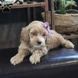 Kylie/Cockapoo									Puppy/Female														/7 Weeks,, the sweetest little companion you’ll ever have. I’m Kylie, and I would be thrilled to join your family. With my warm, sweet eyes and playful spirit, I’m sure I’ll capture your heart instantly. I’m a happy, kid-friendly puppy who loves to play and cuddle. I’ve interacted with all ages, and I have the cutest little face and the softest coat. I’m full of personality and always ready to snuggle up. I’ll bring a whole lot of puppy love to your home. I’ll come to you vet checked and up-to-date on vaccinations and deworming, and I’ll also come with a one-year health guarantee. I have multiple shipping options, so distance is no problem.