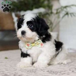 Buddy/Teddy Bear									Puppy/Male																/9 Weeks,Meet Buddy, the snuggliest Teddy Bear you’ll ever meet! With his ultra-soft fur, warm button eyes, and cuddly little paws, Buddy is the perfect companion for hugs, comfort, and endless adventures. Whether he’s tagging along for playtime, offering a soft shoulder during nap time, or simply sitting by your side, Buddy brings a sense of calm and coziness wherever he goes. His sweet smile and lovable charm make him a timeless friend for kids and grown-ups alike. With Buddy in your arms, you’ll always have a little extra love to hold on to.