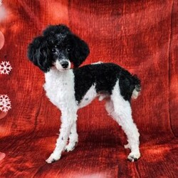 Trout/Toy Poodle									Puppy/Male																/8 Weeks,Meet Trout! He is a beautiful tri color toy poodle, that loves interacting and playing with everyone. The toy poodle is non shedding and hypoallergenic making them the ideal companion to have in your life. The mom is a purebred 10 lb poodle, and the dad is a purebred 7lb poodle. Both parents are healthy and clear of any genetic issues. Trout is updated on all vaccinations and deworming schedule, as well as health checked by our veterinarian to assure proper health before going to his forever home. An extended health and genetic guarantee will be included as well as health records and puppy food to help transition to his new home.Shipping is available anywhere in the USA, visits are also welcome. For more details, videos or to set up a FaceTime. Call or text Duane. 