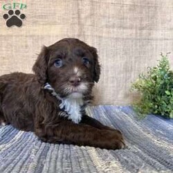 Daisy/Portuguese Water Dog									Puppy/Female														/February 24th, 2025,Meet Daisy the Portuguese Water Dog puppy—she’s a fluffy ball of fun! With her soft, non-shedding coat and eager-to-please attitude, she’ll be a great addition to any family and a vital part of all your adventures!