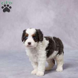 Flip/Cavapoo									Puppy/Male																/6 Weeks,Say hello to Flip, a sweet F1 Cavapoo with a happy heart and a playful personality! Flip has been raised in a loving environment where he’s received tons of attention, snuggles, and care. He’s well-socialized, making him friendly, gentle, and ready to bond with his forever family. Flip has been vet checked, is up to date on vaccines and dewormer, and is microchipped for added peace of mind. He also comes with a health guarantee, so you can feel confident about bringing him home. His parents are AKC registered and have been genetically health tested, giving him a great start in life. Whether you’re near or far, delivery options are available. If you’re looking for a loyal, lovable sidekick—Flip is the perfect match!