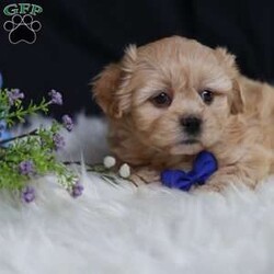 Hester/Teddy Bear									Puppy/Male																/8 Weeks,To contact the breeder about this puppy, click on the “View Breeder Info” tab above.