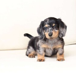 Tucker/Dachshund									Puppy/Male																/7 Weeks