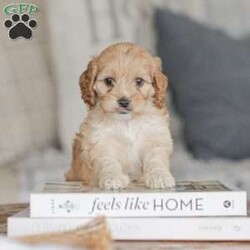 Karma/Cockapoo									Puppy/Female														/9 Weeks,Are you looking for a loveable and cuddly best friend? You will want to meet our family raised Cockapoos! They love to play and cuddle and will make a wonderful addition to your home. These puppies will be ready to go home on April 17th!