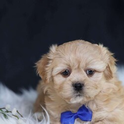 Hester/Teddy Bear									Puppy/Male																/8 Weeks,To contact the breeder about this puppy, click on the “View Breeder Info” tab above.