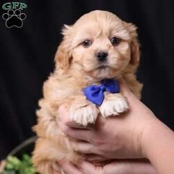 Hester/Teddy Bear									Puppy/Male																/8 Weeks,To contact the breeder about this puppy, click on the “View Breeder Info” tab above.