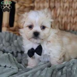 Hemi/Teddy Bear									Puppy/Male																/8 Weeks,To contact the breeder about this puppy, click on the “View Breeder Info” tab above.
