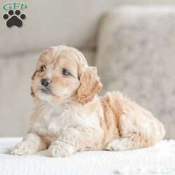 Karma/Cockapoo									Puppy/Female														/9 Weeks,Are you looking for a loveable and cuddly best friend? You will want to meet our family raised Cockapoos! They love to play and cuddle and will make a wonderful addition to your home. These puppies will be ready to go home on April 17th!