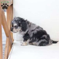 Monty/Dachshund Mix									Puppy/Male																/7 Weeks,To contact the breeder about this puppy, click on the “View Breeder Info” tab above.