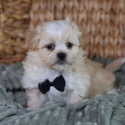 Hemi/Teddy Bear									Puppy/Male																/8 Weeks