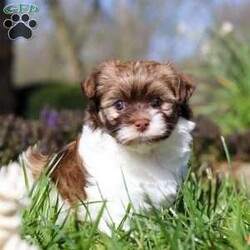 Maggie/Havanese									Puppy/Female														/6 Weeks,Meet Maggie, the most adorable AKC Havanese girl! With her sweet expression and a personality that shines, she will always be ready to brighten your day. Whether she’s trotting by your side, chasing after her favorite toy, or curling up in your lap for a nap, she will bring joy to every moment. This sweet girl will quickly become your shadow, following you wherever you go and showering you with affection. Havanese are known for their gentle, playful nature and Maggie is a beautiful example of everything we love about the breed!