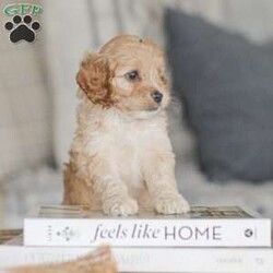 Karma/Cockapoo									Puppy/Female														/9 Weeks,Are you looking for a loveable and cuddly best friend? You will want to meet our family raised Cockapoos! They love to play and cuddle and will make a wonderful addition to your home. These puppies will be ready to go home on April 17th!