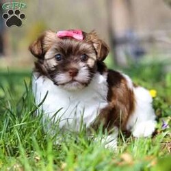 Maggie/Havanese									Puppy/Female														/6 Weeks,Meet Maggie, the most adorable AKC Havanese girl! With her sweet expression and a personality that shines, she will always be ready to brighten your day. Whether she’s trotting by your side, chasing after her favorite toy, or curling up in your lap for a nap, she will bring joy to every moment. This sweet girl will quickly become your shadow, following you wherever you go and showering you with affection. Havanese are known for their gentle, playful nature and Maggie is a beautiful example of everything we love about the breed!