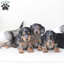 Tucker/Dachshund									Puppy/Male																/7 Weeks,To contact the breeder about this puppy, click on the “View Breeder Info” tab above.