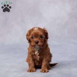 Grace/Cavapoo									Puppy/Female														/5 Weeks,Meet Grace, a gentle F1 Cavapoo with a heart full of love and a tail that never stops wagging! Raised in a caring, hands-on environment, Grace is used to cuddles, playtime, and lots of human attention. She’s been well socialized, so she’s friendly, confident, and ready to bond with her forever family. Grace is vet checked, microchipped, and up to date on vaccines and dewormer, giving you peace of mind as she joins your home. She also comes with a health guarantee for added reassurance. Her parents are AKC registered and have been genetically health tested, so quality runs in the family. Whether you’re near or far, delivery options are available. Grace is more than just a puppy—she’s a loyal companion waiting to meet you!