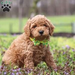 Linford/Cockapoo									Puppy/Male																/6 Weeks,Meet Linford, an adorable F1B Cockapoo who’s brimming with curiosity and charm! This little guy is always eager to explore the world around him, whether it’s sniffing out new adventures or playfully chasing after his favorite toy. His bright eyes and wagging tail are always full of excitement, ready to turn every moment into a fun-filled experience. As a Cockapoo, he inherits the intelligence of a Poodle and the friendly nature of a Cocker Spaniel, making him an ideal companion for families or individuals alike. If you’re looking for a loyal companion who’s as inquisitive as loving, he is the perfect choice!