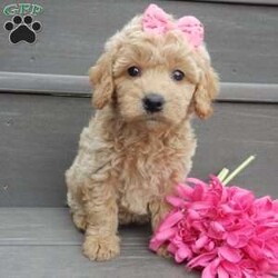 Jane/Mini Goldendoodle									Puppy/Female														/7 Weeks,Prepare to fall in love! My name is Jane and I’m the sweetest F1b mini goldendoodle! One look into my warm, loving eyes and at my super soft fluffy coat and I’ll be sure to have captured your heart already! I’m very happy, playful and very kid friendly and I would love to fill your home with all my puppy love!! I have a very sweet personality, and I love giving kisses. I stand out above the rest with my sweet, loving personality and my cute silvery apricot coat! I will come to you vet checked and up to date on all vaccinations and dewormings . I come with a 1-year guarantee with the option of extending it to a 3-year guarantee and shipping is available! My mother is Kona, an F1 Goldendoodle weighing 32# and my father is Zeke, a 10# mini Poodle and he is genetic tested clear! Both of my parents are very calm and kid friendly which will make me the same!! I will grow to approx. 18-22# and I will be hypoallergenic and non shedding!!!… Why wait when you know I’m the one for you? Call or text Martha to make me the newest addition to your family and get ready to spend a lifetime of tail wagging fun with me! (7% sales tax on in home pickups)