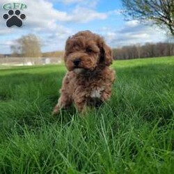 Diamond/Miniature Poodle									Puppy/Male																/7 Weeks,Meet Diamond. He loves attention and to run around and play. Does great around children. Diamond is vet checked and up to date on all vaccinations and de-wormer. Come meet Diamond and see if he’s a great fit for your family.