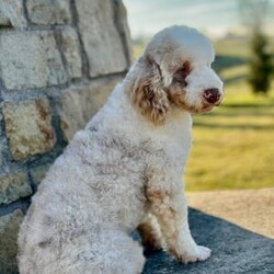 Pansey/Cavapoo									Puppy/Female														/8 Weeks,Meet Pansey! This sweet and adorable chocolate Cavapoo is looking for a forever family!