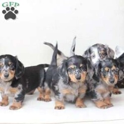 Tucker/Dachshund									Puppy/Male																/7 Weeks,To contact the breeder about this puppy, click on the “View Breeder Info” tab above.
