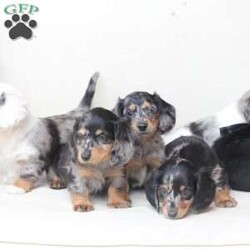 Tucker/Dachshund									Puppy/Male																/7 Weeks,To contact the breeder about this puppy, click on the “View Breeder Info” tab above.