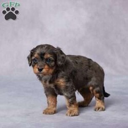 Bip/Cavapoo									Puppy/Male																/6 Weeks,Say hello to Bip, a sweet F1 Cavapoo with a cheerful heart and a lovable personality! Raised in a warm, caring environment, Bip has been surrounded by love and attention from day one. He’s well-socialized, friendly, and always ready to share a cuddle or chase a toy. Bip has been vet checked, is up to date on vaccines and dewormer, and is microchipped for your peace of mind. He also comes with a health guarantee to help you feel confident as you welcome him home. His parents are AKC registered and genetically health tested, so he has a strong, healthy background. Delivery options are available to make bringing Bip home easy and stress-free. If you’re looking for a loyal, playful friend—Bip is the one for you!