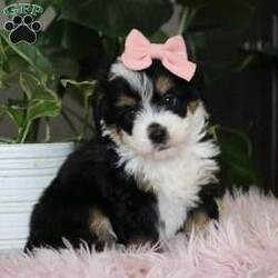 Emberly/Mini Bernedoodle									Puppy/Female														/7 Weeks,Meet Emberly, the sweetest little F1 Mini Bernadoodle! With her luxuriously soft coat that’s irresistible to touch and deep, soulful eyes full of love and mischief,she’ll steal your heart in an instant. Whether she’s playfully bouncing around the yard or snuggling up for a cozy nap, Emberly effortlessly fits into any lifestyle. Thanks to her Poodle smarts and Bernese devotion, she’s a quick learner who thrives on positive reinforcement. Whether mastering new tricks or simply wagging her tail in excitement at the sound of your voice, this little girl is ready to impress!