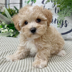 Adopt a dog:Patti/Maltipoo/Female/9 weeks,Hi, I'm Patti! I'm a 9-week-old female Maltipoo with a beautiful apricot coat, born on February 18, which makes me an Aquarius pup. I am ready now to plan my trip to my forever family. Once I reach my adult size, I'm expected to weigh between 8–12 lbs. My love for you will be as boundless as my puppy energy.