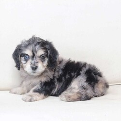 Monty/Dachshund Mix									Puppy/Male																/7 Weeks,To contact the breeder about this puppy, click on the “View Breeder Info” tab above.