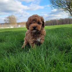 Diamond/Miniature Poodle									Puppy/Male																/7 Weeks,Meet Diamond. He loves attention and to run around and play. Does great around children. Diamond is vet checked and up to date on all vaccinations and de-wormer. Come meet Diamond and see if he’s a great fit for your family.