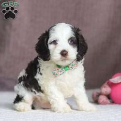 Ricky/Cockapoo									Puppy/Male																/6 Weeks,Say hello to Ricky! This sweet Cockapoo is full of life and personality. Whether he’s trotting through the yard or cuddling close after a playful romp, he brings the perfect blend of energy and affection to every moment. His cheerful spirit and loving nature make him a wonderful match for anyone looking for a sweet and playful sidekick!