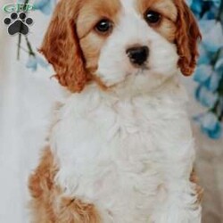 Opal/Cavapoo									Puppy/Male																/10 Weeks,Do you love Cavaliers but struggle with their heavy shedding? Then take a look at this puppy. With their poodle hair coat and the Cavaliers’ happy personality, they are sure to please.