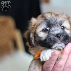 Hendrix/Teddy Bear									Puppy/Male																/8 Weeks,To contact the breeder about this puppy, click on the “View Breeder Info” tab above.