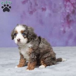 Skyler/Mini Bernedoodle									Puppy/Male																/7 Weeks,Hello there! I’m Skyler, a beautiful Blue Merle Mini Bernedoodle puppy and i would love to come home with you! Skyler is very happy, playful and very well socialized with children! I would love to fill your home with all of my puppy love! I have been vet checked, microchipped and am up to date on vaccinations and dewormings and will come with a one year genetic health guarantee. You’re welcome to stop by and look at these lovely Mini Bernedoodles anytime and see for yourself how much love they get!