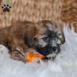 Hendrix/Teddy Bear									Puppy/Male																/8 Weeks,To contact the breeder about this puppy, click on the “View Breeder Info” tab above.
