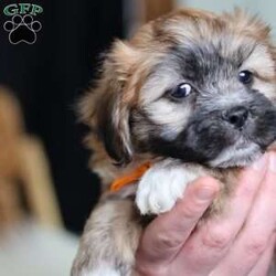 Hendrix/Teddy Bear									Puppy/Male																/8 Weeks,To contact the breeder about this puppy, click on the “View Breeder Info” tab above.