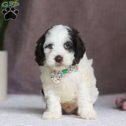 Ricky/Cockapoo									Puppy/Male																/6 Weeks,Say hello to Ricky! This sweet Cockapoo is full of life and personality. Whether he’s trotting through the yard or cuddling close after a playful romp, he brings the perfect blend of energy and affection to every moment. His cheerful spirit and loving nature make him a wonderful match for anyone looking for a sweet and playful sidekick!
