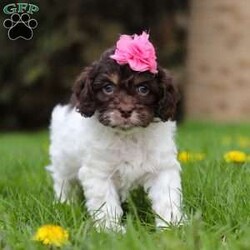Grace/Cockapoo									Puppy/Female														/8 Weeks,Meet Grace, the little bundle of joy who will steal your heart! With a coat as soft as a cloud and eyes that sparkle with mischief, she is the definition of Cockapoo cuteness. This little fluffster is not just a pet she’s a tiny companion ready to fill your days with laughter and love. Her presence has a calming, happy, and relaxing effect, and her dainty paws scamper with excitement as her tail wags like a happy little dance, spreading cheer and sunshine everywhere she goes!