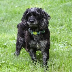 Lucy/Cockapoo									Puppy/Female	/8 Weeks,Meet Lucy, the most adorable and outgoing Cockapoo puppy you’ll ever meet! She’s the perfect blend of playful energy and sweet affection. The Poodle in her makes her incredibly smart and eager to learn—she picks up new tricks in no time and loves showing off her skills. Her Cocker Spaniel side brings a loving, people-focused personality, making her the ultimate cuddle buddy and constant companion. With her soft, hypoallergenic coat that sheds very little, Lucy is a great choice for families or individuals with allergies. Whether she’s strutting her stuff on a walk, chasing toys with enthusiasm, or curling up for a cozy snuggle, she fills every moment with sunshine and joy!