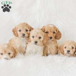 Bo/Cockapoo									Puppy/Male	/11 Weeks,Are you looking for a loveable and cuddly best friend? You will want to meet our family raised Cockapoos! They love to play and cuddle and will make a wonderful addition to your home. These puppies will be ready to go home on April 17th!