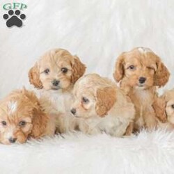 Bo/Cockapoo									Puppy/Male	/11 Weeks,Are you looking for a loveable and cuddly best friend? You will want to meet our family raised Cockapoos! They love to play and cuddle and will make a wonderful addition to your home. These puppies will be ready to go home on April 17th!