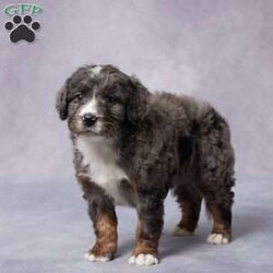 Arnie/Mini Bernedoodle									Puppy/Male	/8 Weeks,Meet Arnie, a sweet F1 Mini Bernedoodle who’s ready to steal your heart! With his gentle eyes and playful spirit, Arnie is more than just a puppy—he’s a loyal friend in the making. Raised in a loving environment, he’s been showered with care and attention from day one. He’s well-socialized, great with people, and always up for a cuddle or a game of fetch. Arnie is vet checked, up to date on vaccines and dewormer, and microchipped for your peace of mind. He also comes with a health guarantee. His parents are AKC registered and have been genetically tested, so you can feel confident in his background. If you’re looking for a happy, healthy pup to complete your family, Arnie might be the one. Delivery options available!